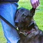 Rex Videostill (Ohr)